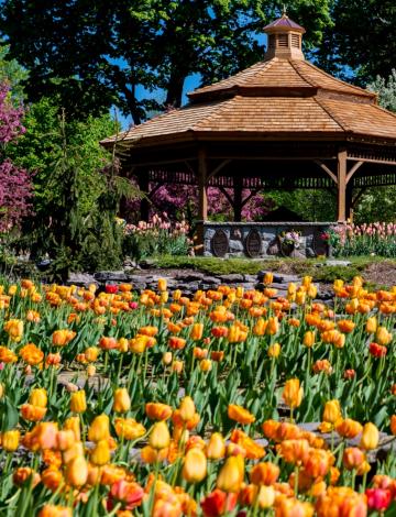 Tulips in Spring