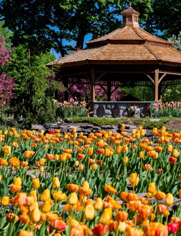 Gazebo with tulips