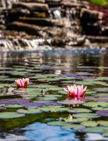 Beechwood Pond