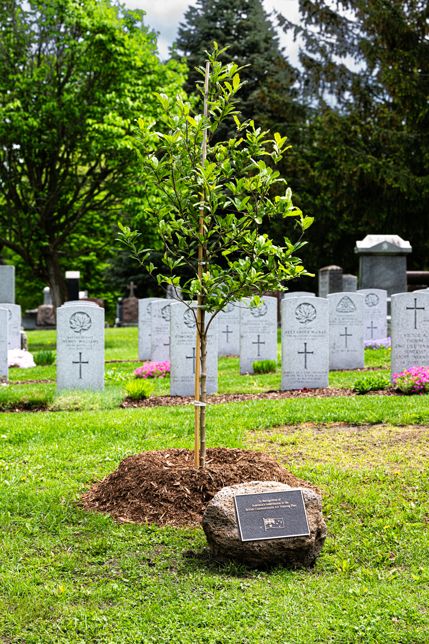 Royal Star Magnolia