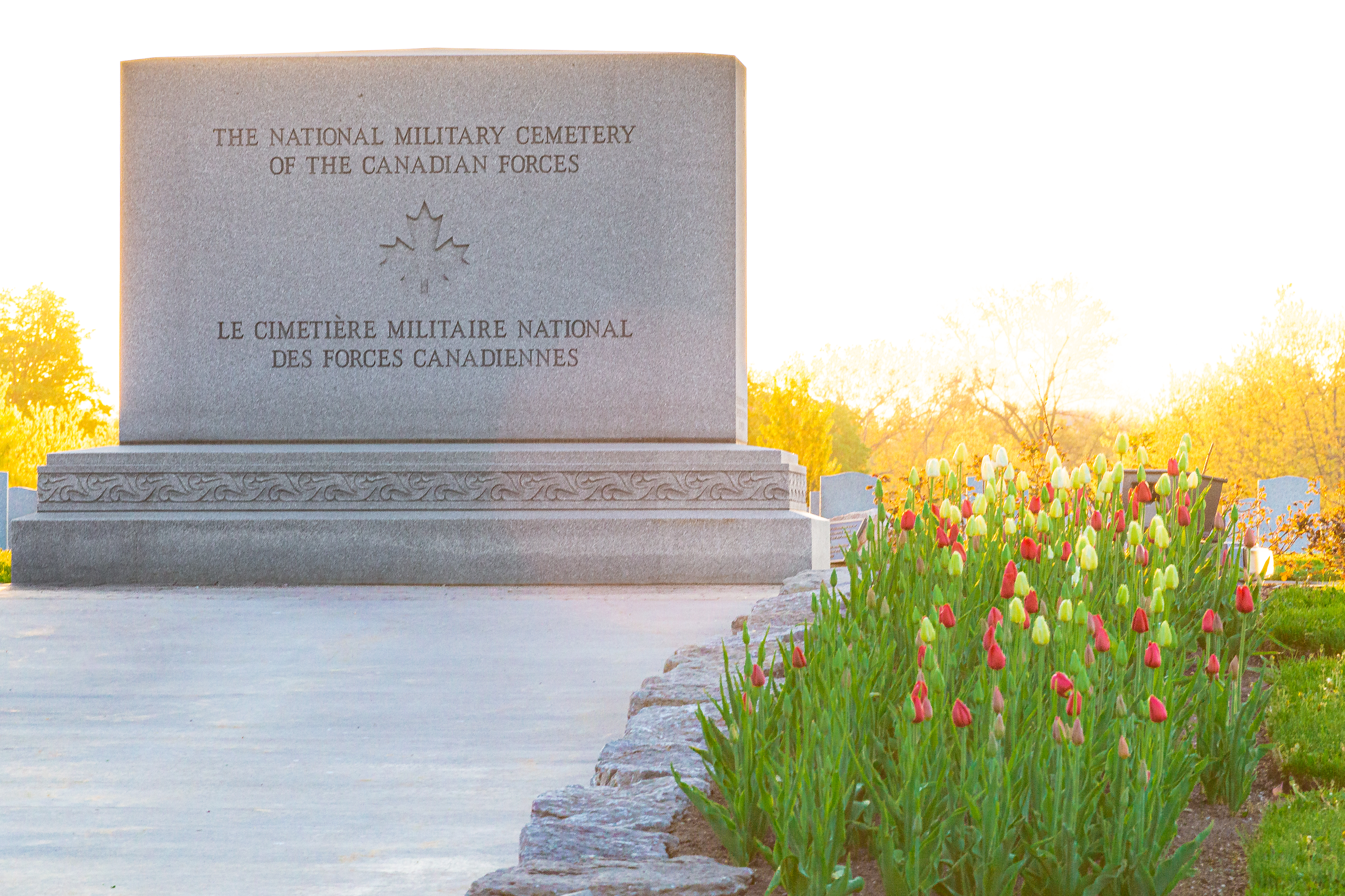 Tulips at the National Military Cemetery