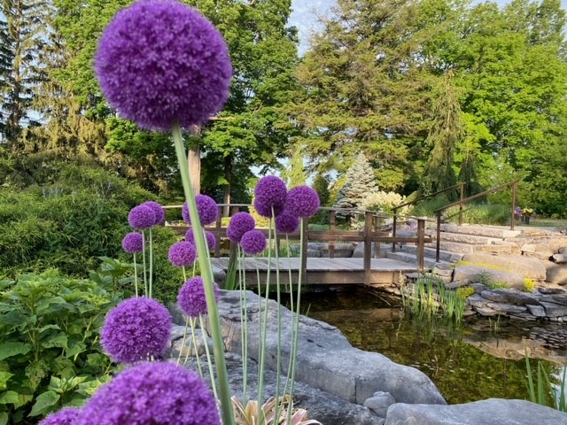 Large purple flowers, Alliums around the pond of the Botanical Gardens