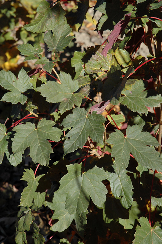 Sycamore maples