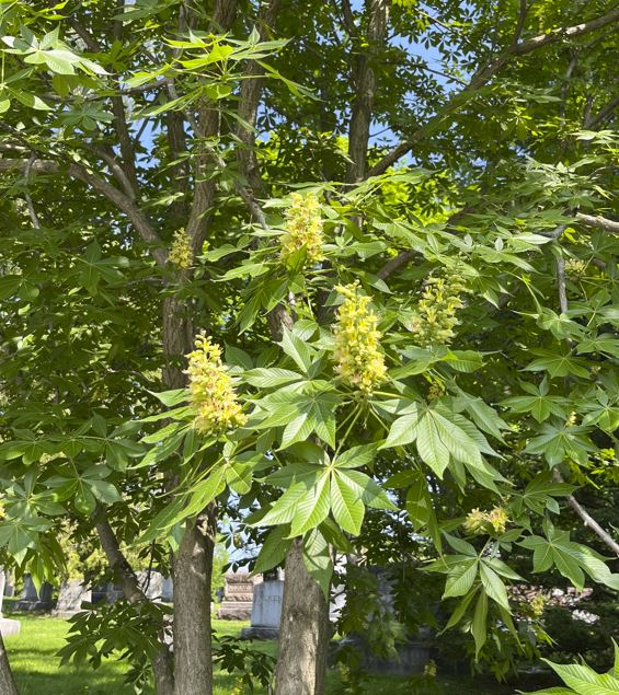 Ohio Buckeye flowers