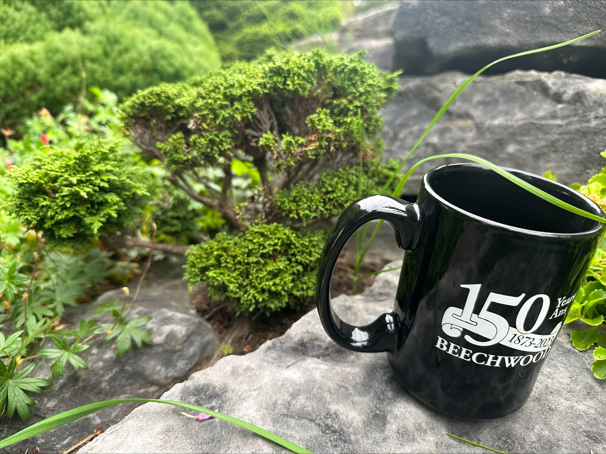 False cypress with coffee cup