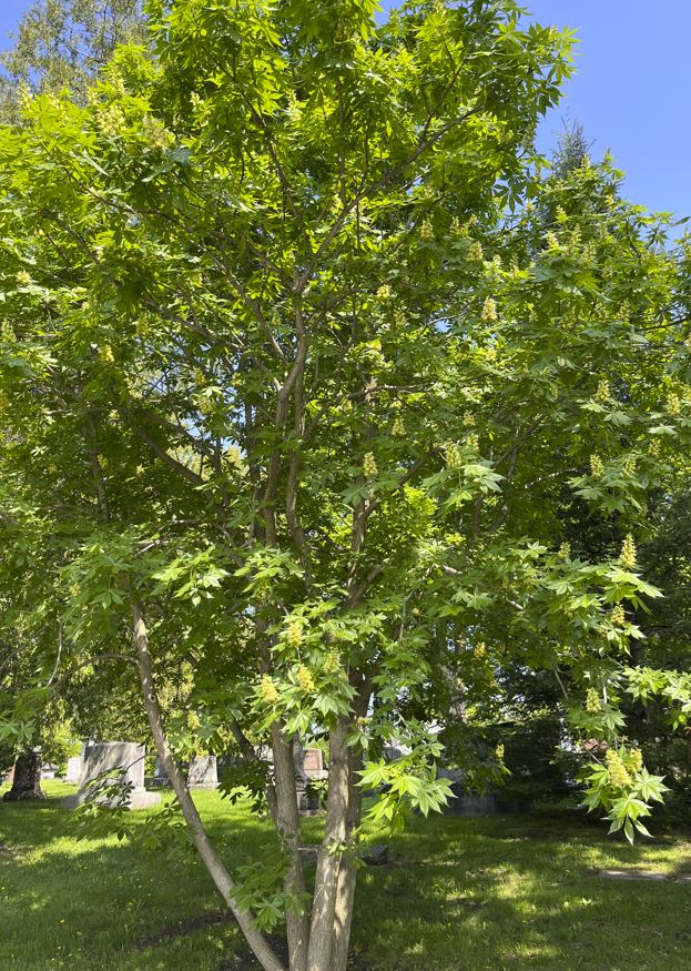 Ohio Buckeye