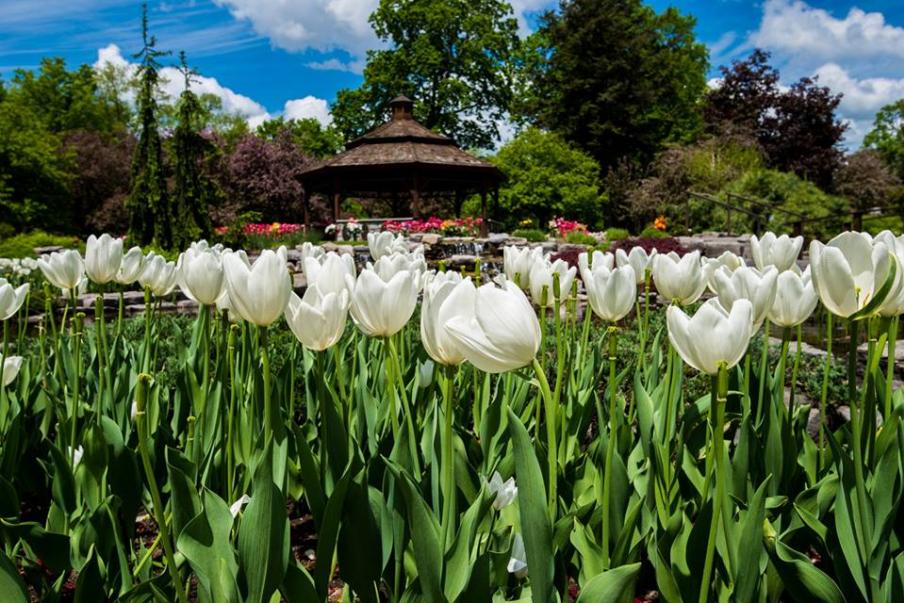 tulips