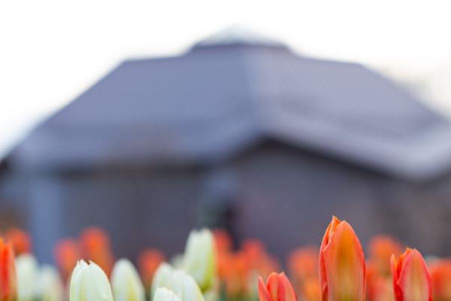 tulips near the building